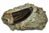 Carcharodontosaurus Tooth with Rock - Dekkar Formation, Morocco #370290-1